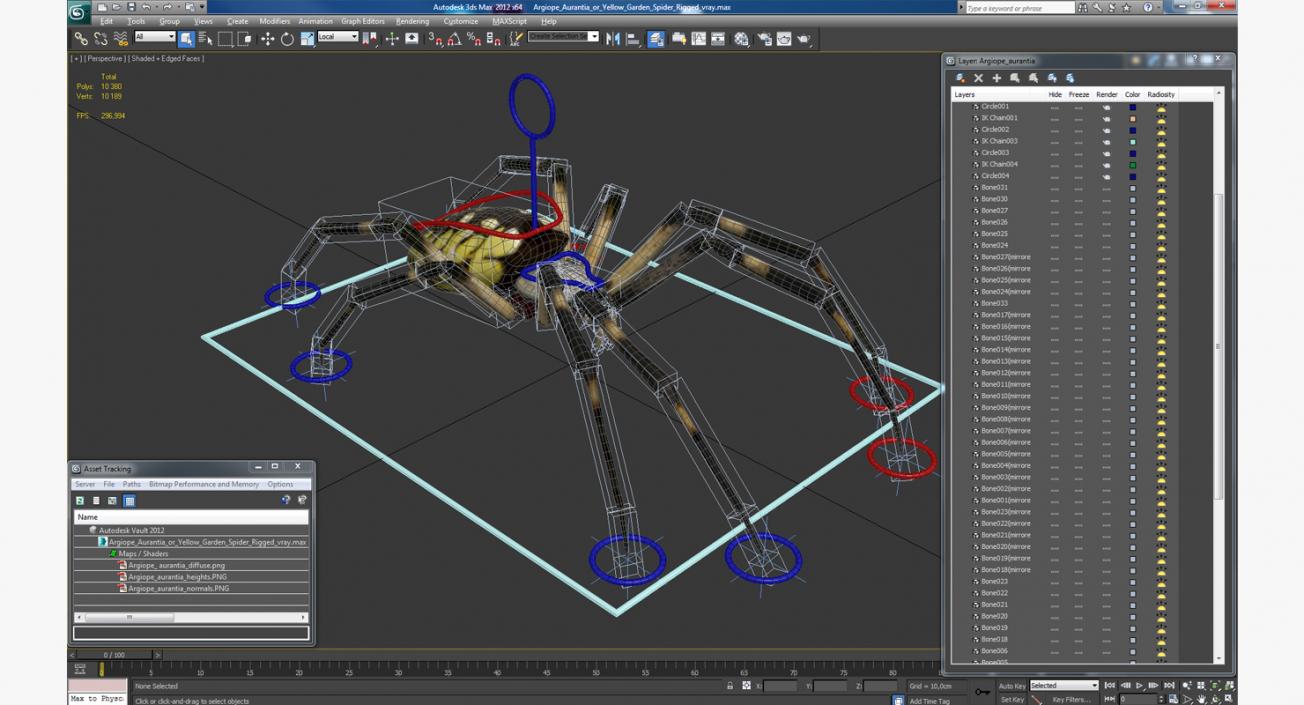 3D Argiope Aurantia or Yellow Garden Spider Rigged for Modo