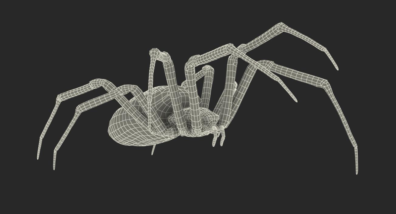 3D Argiope Aurantia or Yellow Garden Spider Rigged for Modo