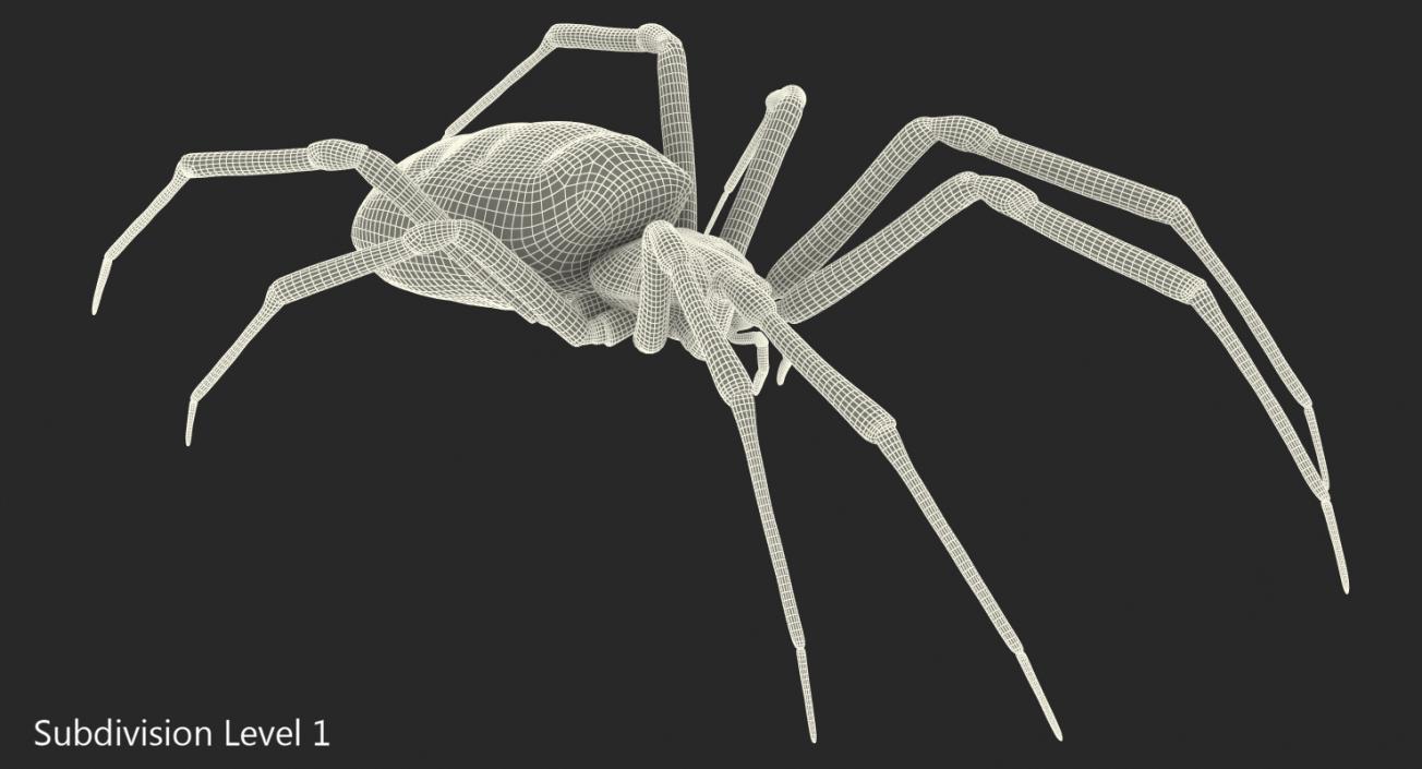 3D Argiope Aurantia or Yellow Garden Spider Rigged for Modo