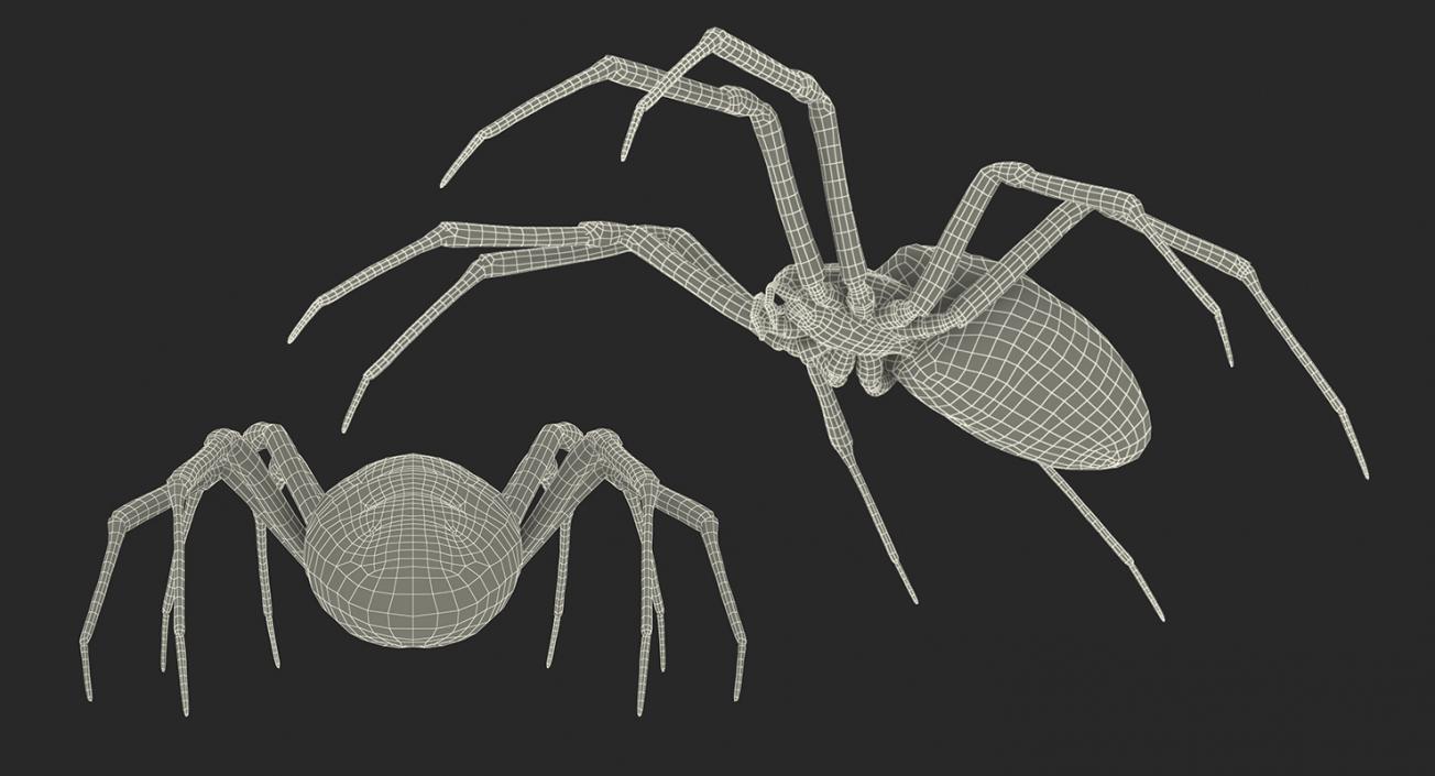 3D Argiope Aurantia or Yellow Garden Spider Rigged for Modo