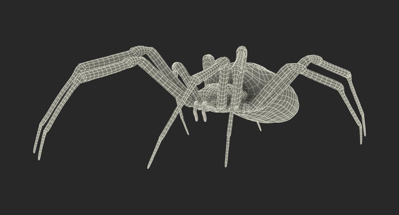 3D Argiope Aurantia or Yellow Garden Spider Rigged for Modo