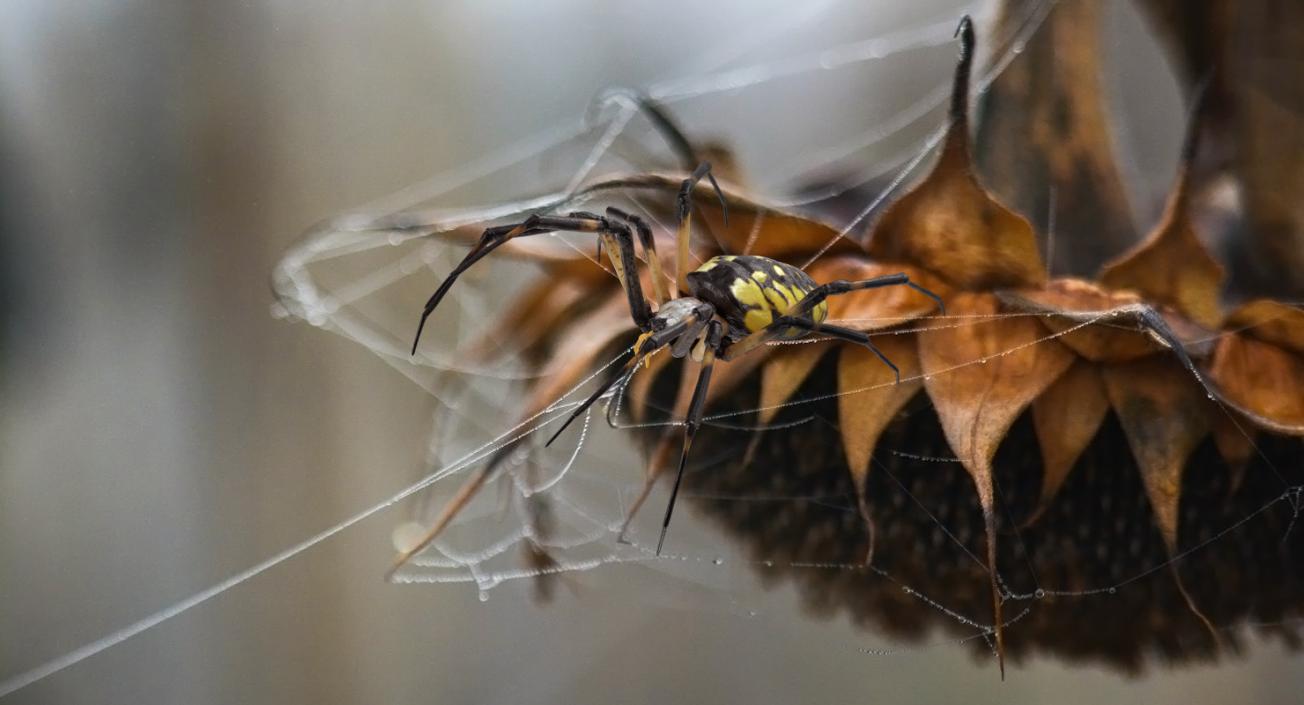 3D Argiope Aurantia or Yellow Garden Spider Rigged for Modo