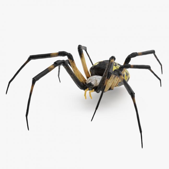 3D Argiope Aurantia or Yellow Garden Spider Rigged for Modo