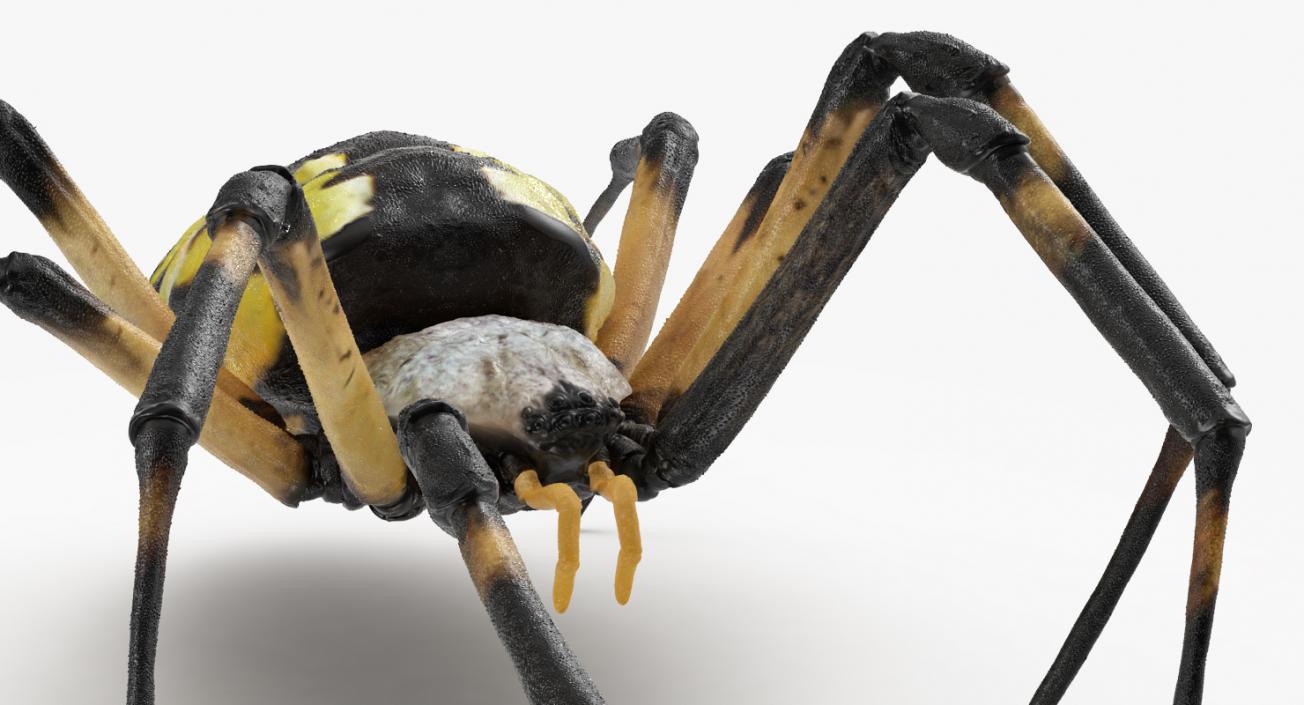 3D Argiope Aurantia or Yellow Garden Spider Rigged for Modo