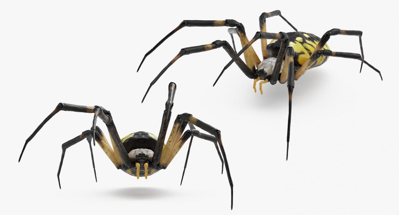 3D Argiope Aurantia or Yellow Garden Spider Rigged for Modo