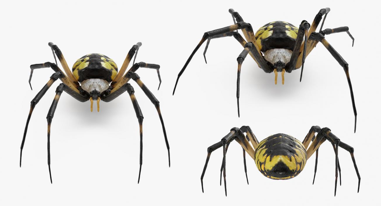 3D Argiope Aurantia or Yellow Garden Spider Rigged for Modo