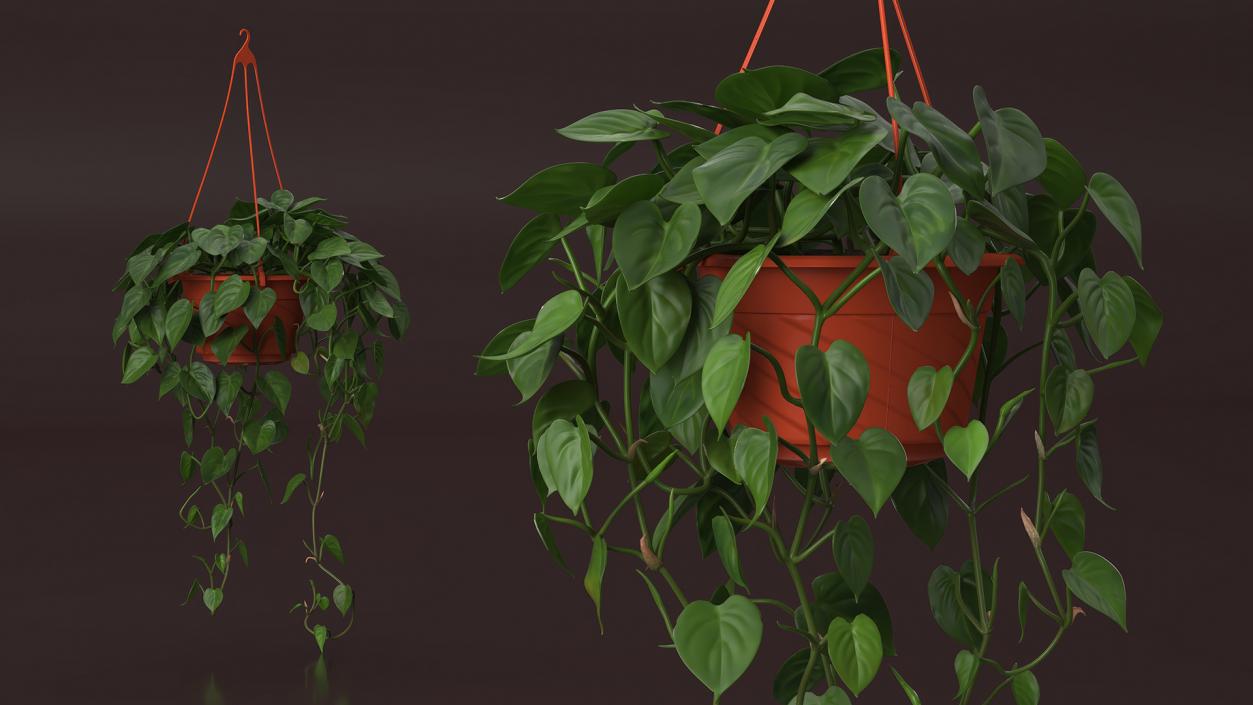 Philodendron Scandens Plant in Hanging Pot 3D