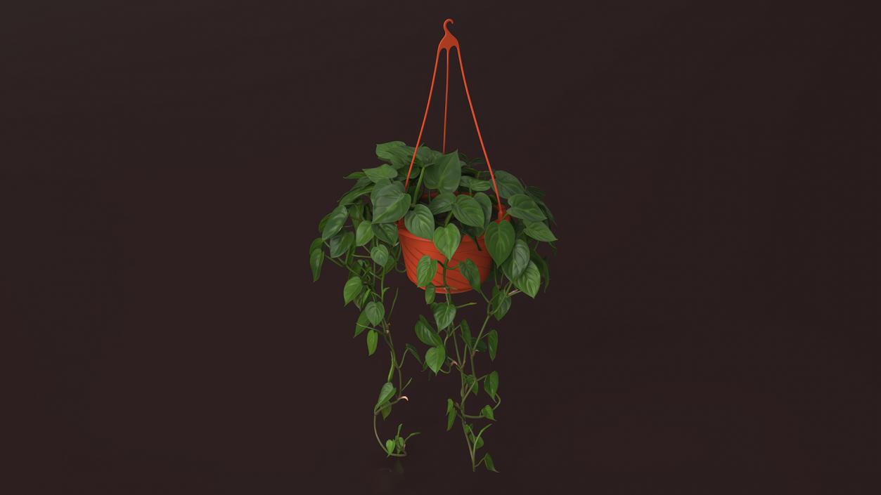 Philodendron Scandens Plant in Hanging Pot 3D