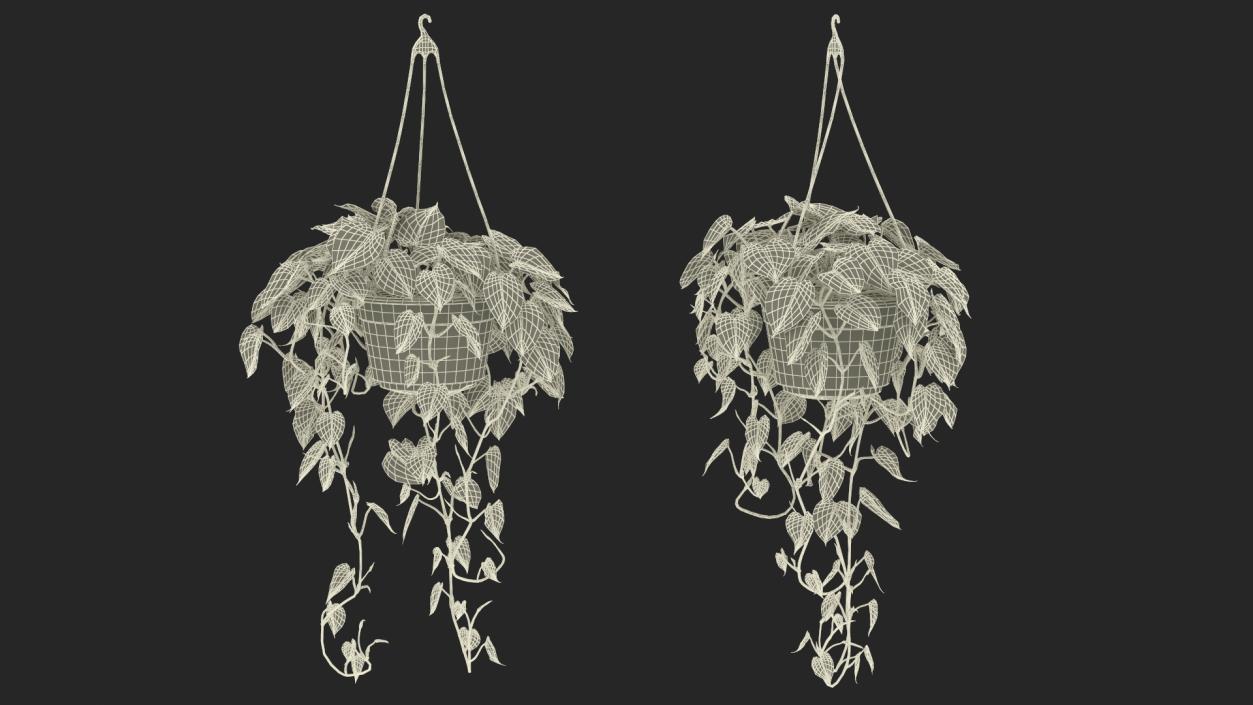 Philodendron Scandens Plant in Hanging Pot 3D