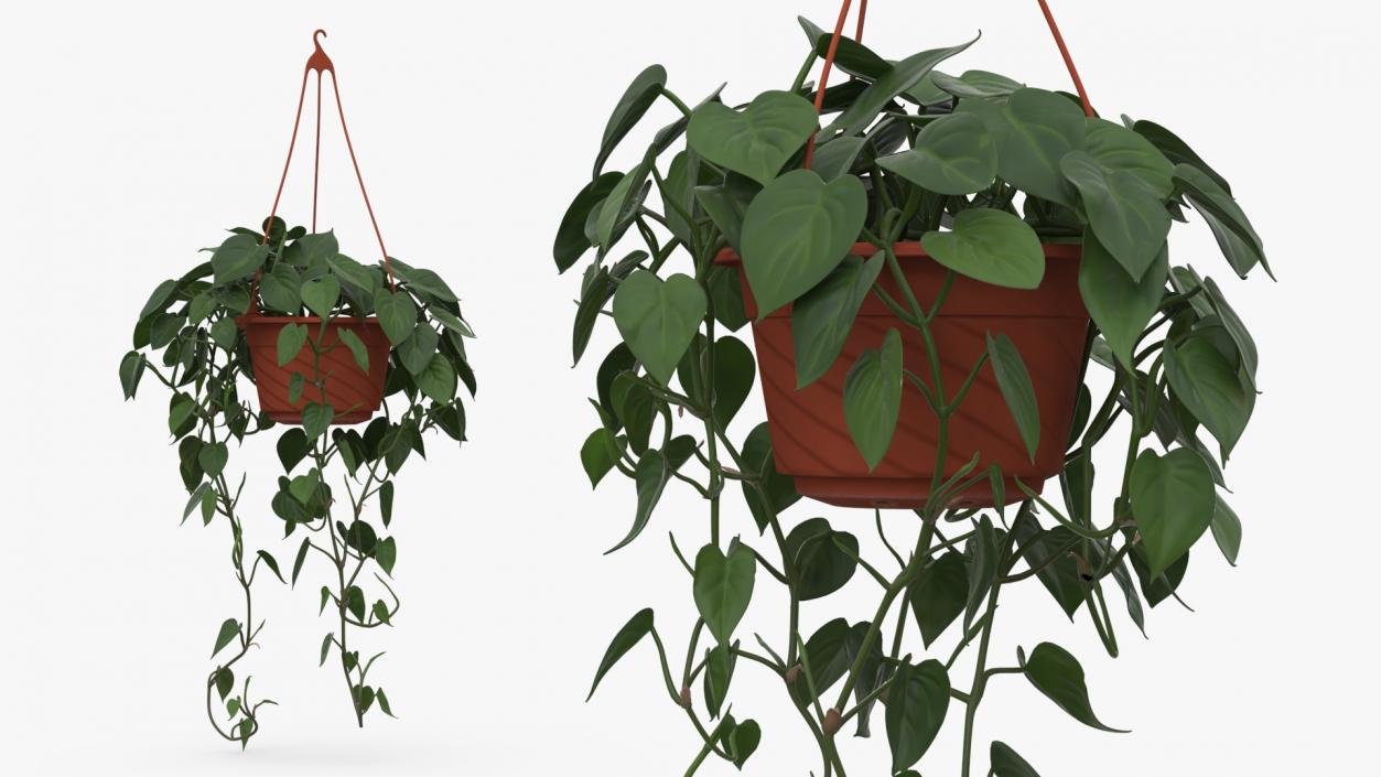 Philodendron Scandens Plant in Hanging Pot 3D