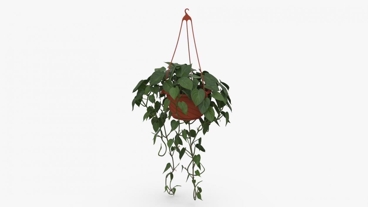 Philodendron Scandens Plant in Hanging Pot 3D