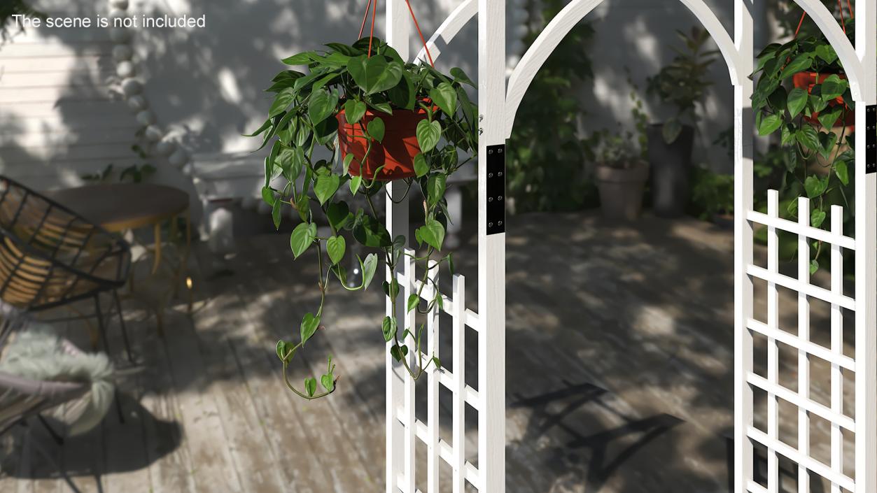 Philodendron Scandens Plant in Hanging Pot 3D