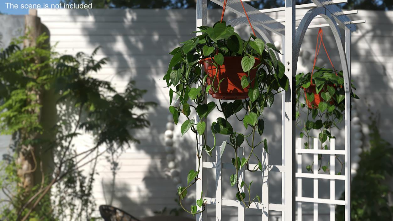 Philodendron Scandens Plant in Hanging Pot 3D