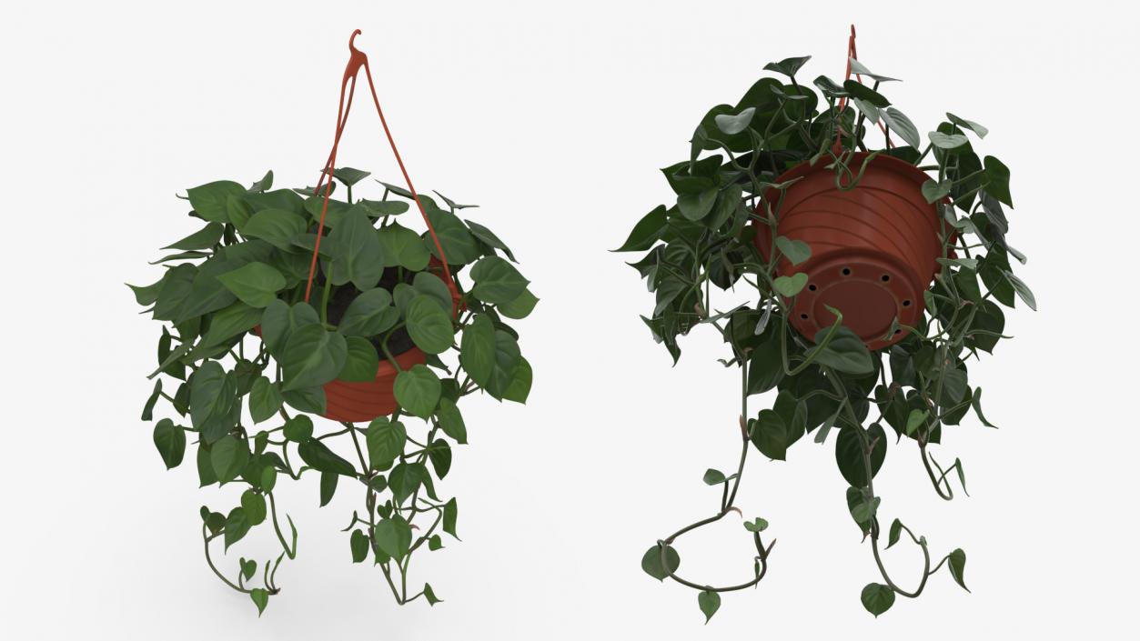 Philodendron Scandens Plant in Hanging Pot 3D