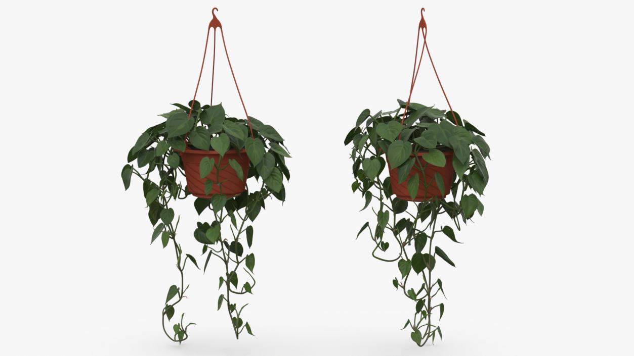 Philodendron Scandens Plant in Hanging Pot 3D