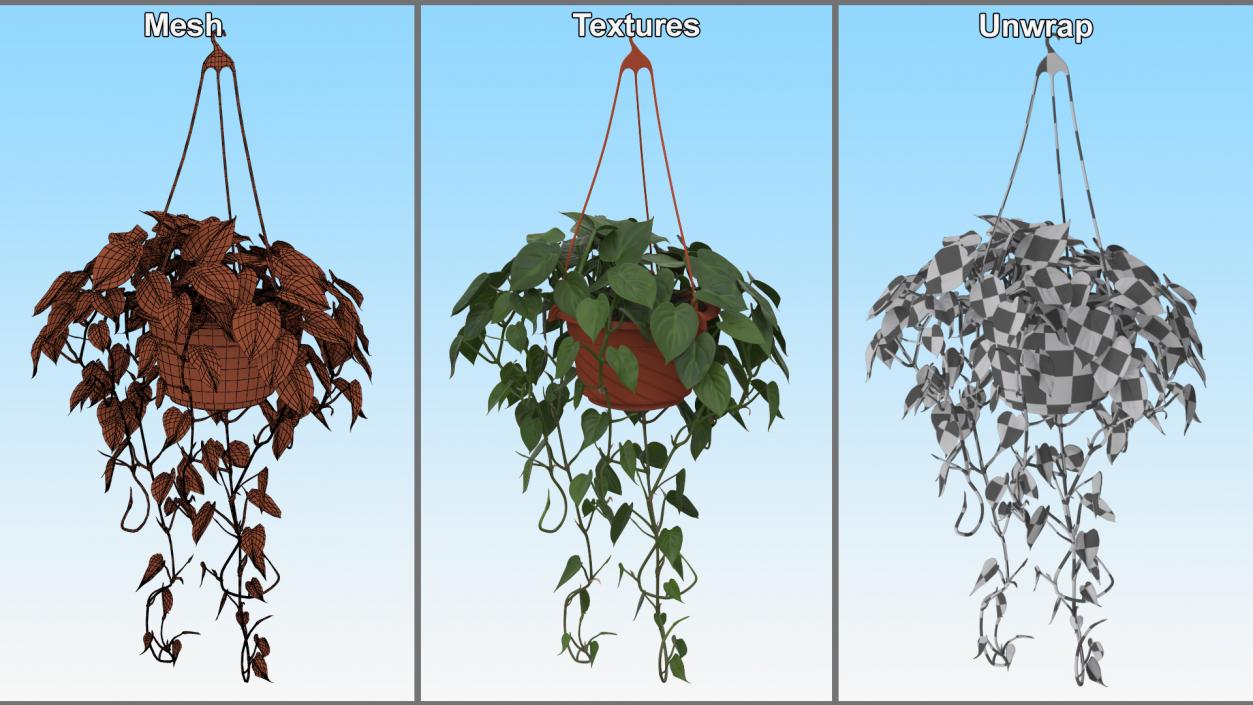 Philodendron Scandens Plant in Hanging Pot 3D