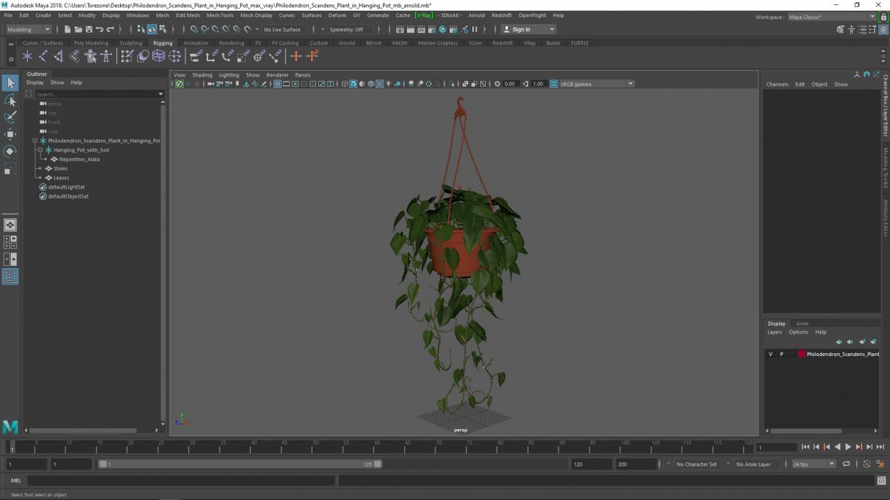 Philodendron Scandens Plant in Hanging Pot 3D