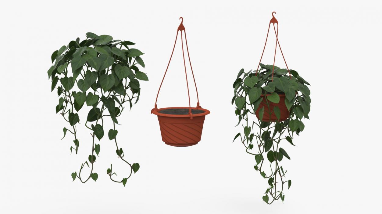 Philodendron Scandens Plant in Hanging Pot 3D