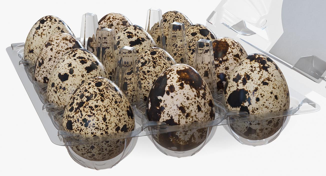 Quail Eggs in Open Box 3D