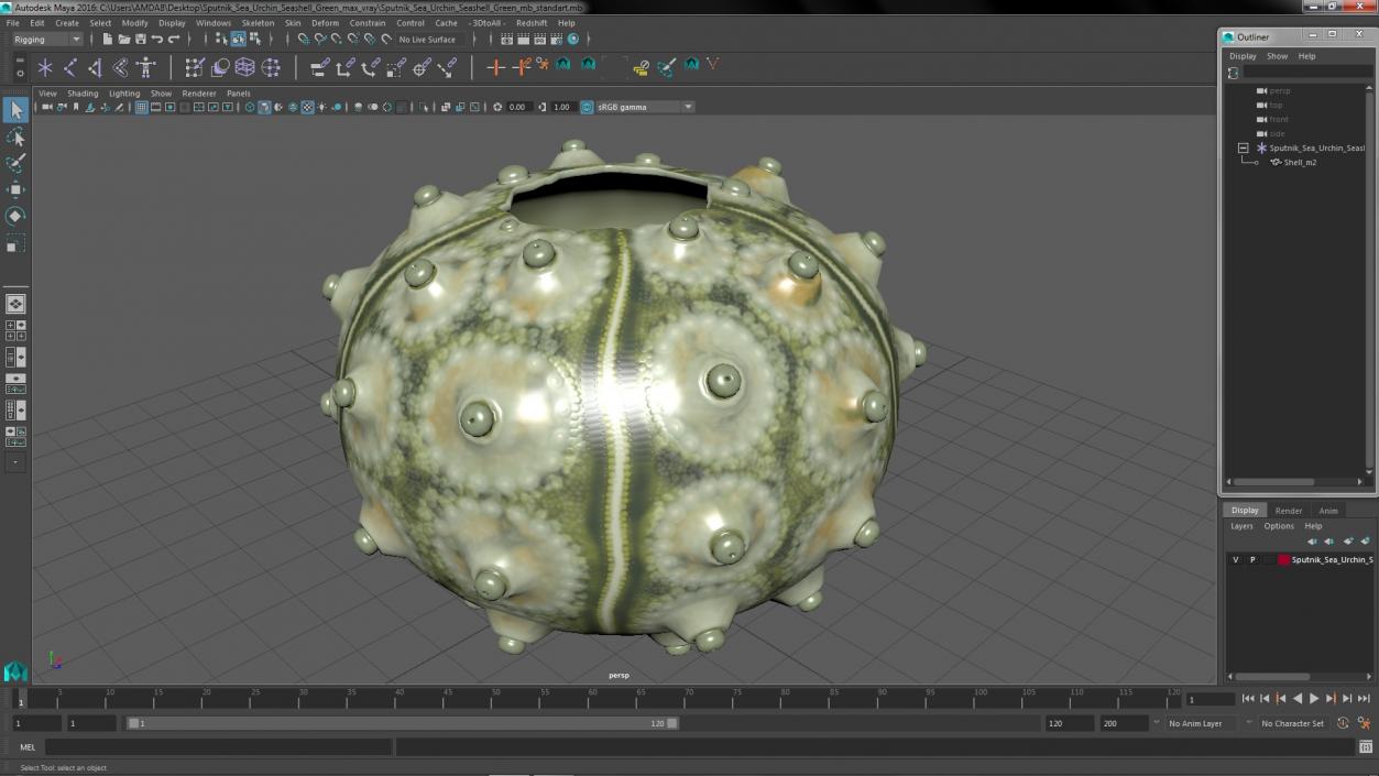 3D Sputnik Sea Urchin Seashell Green model