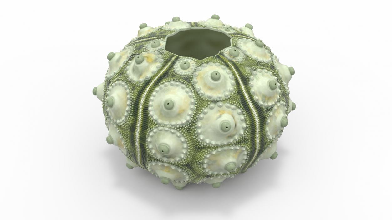 3D Sputnik Sea Urchin Seashell Green model