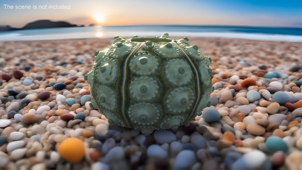 3D Sputnik Sea Urchin Seashell Green model