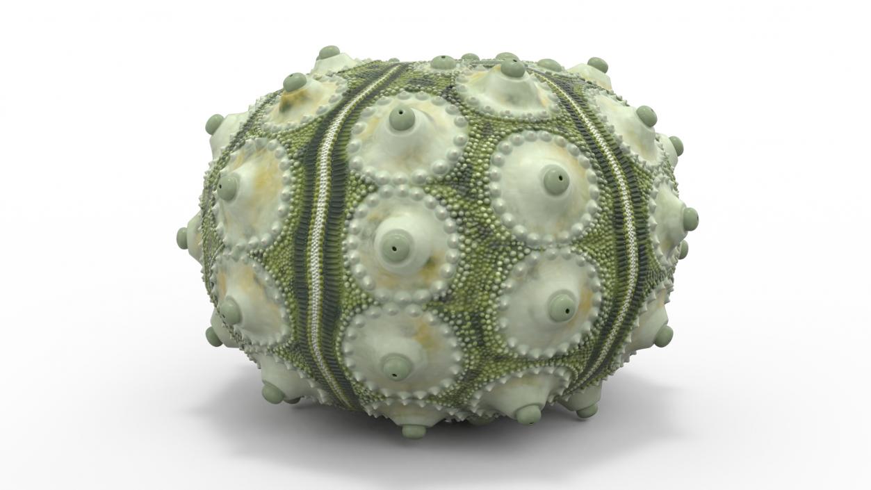 3D Sputnik Sea Urchin Seashell Green model