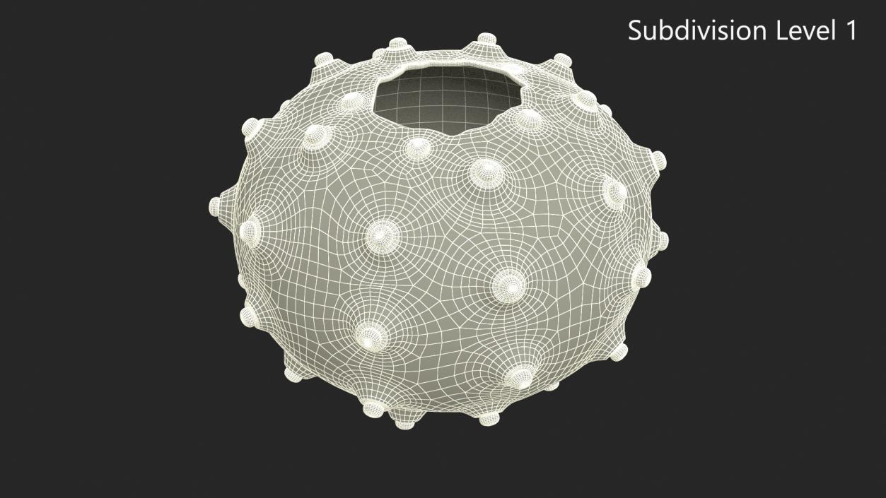 3D Sputnik Sea Urchin Seashell Green model