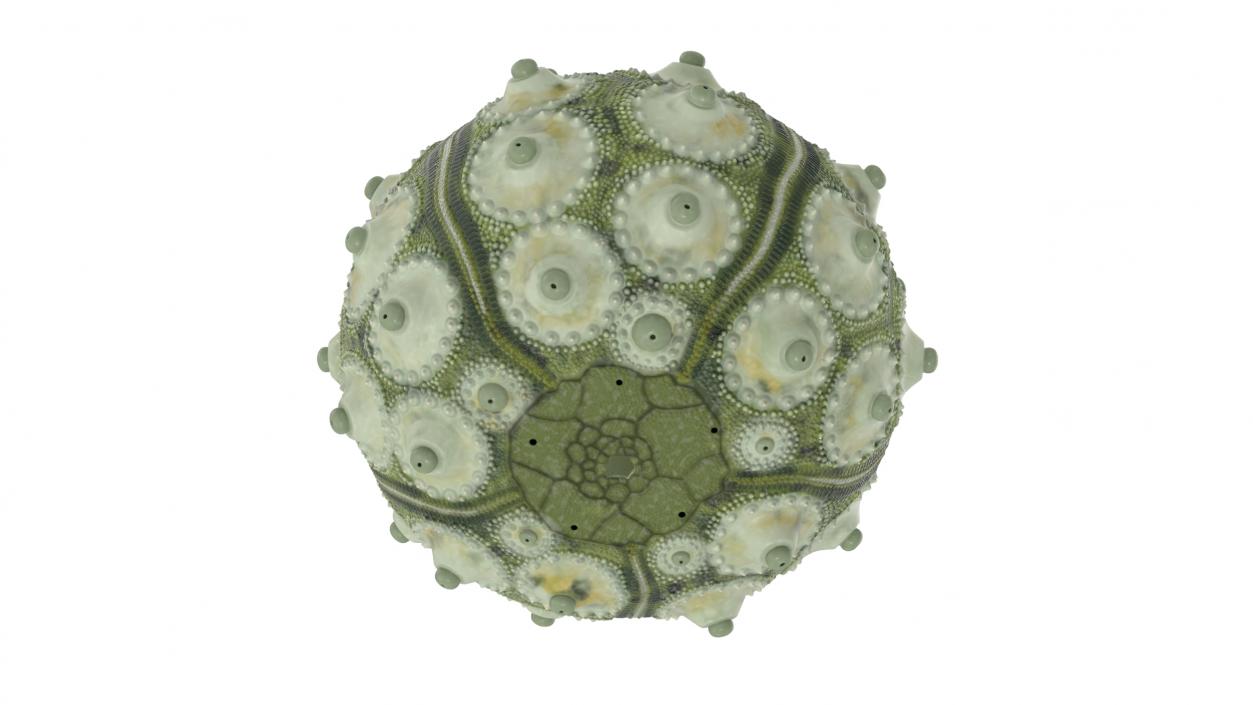 3D Sputnik Sea Urchin Seashell Green model