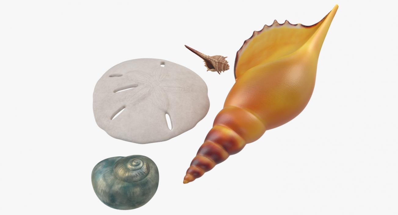 3D Sea Shells Collection