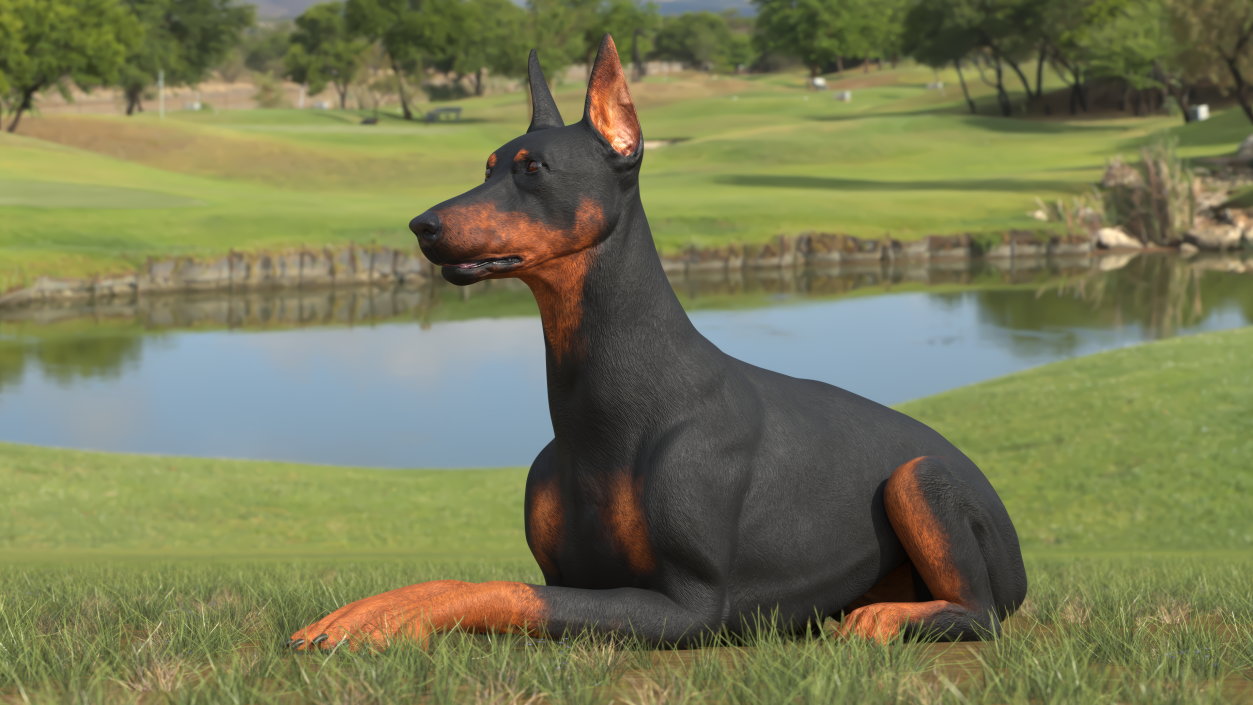 Doberman Pinscher Dog Lying Down 2 3D model