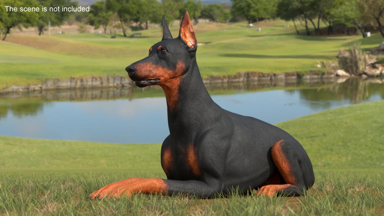 Doberman Pinscher Dog Lying Down 2 3D model