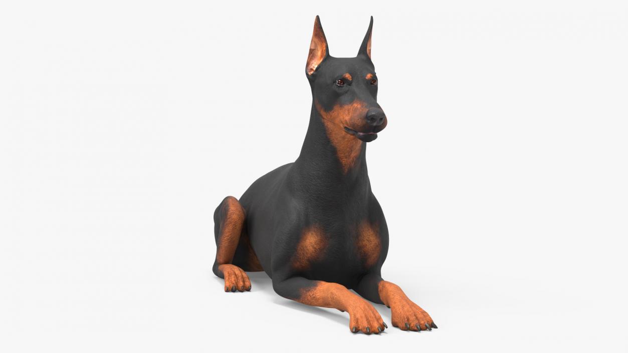 Doberman Pinscher Dog Lying Down 2 3D model