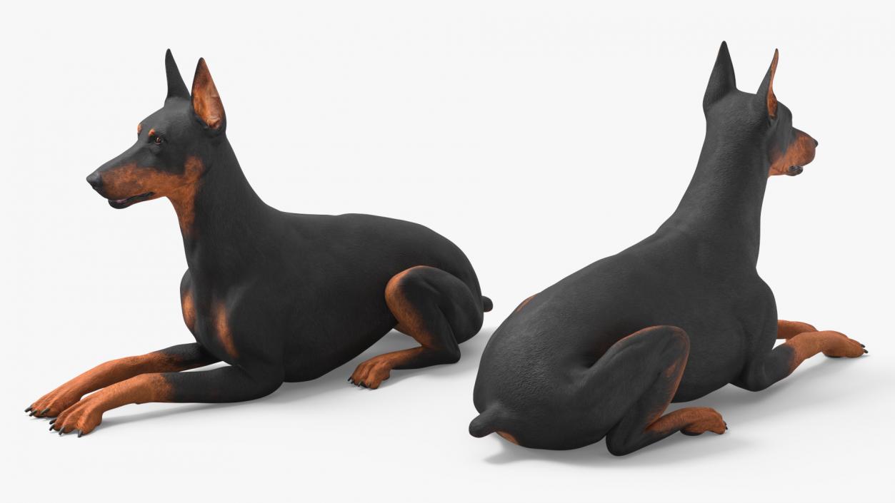 Doberman Pinscher Dog Lying Down 2 3D model