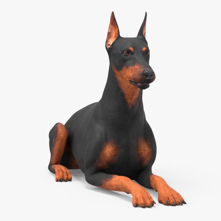 Doberman Pinscher Dog Lying Down 2 3D model