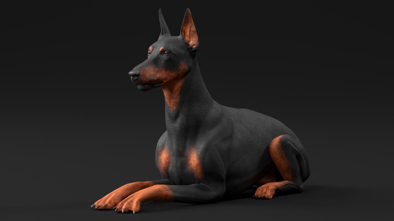 Doberman Pinscher Dog Lying Down 2 3D model