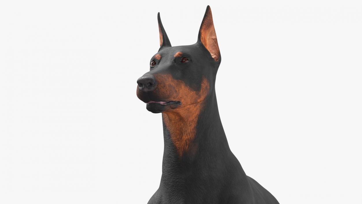 Doberman Pinscher Dog Lying Down 2 3D model