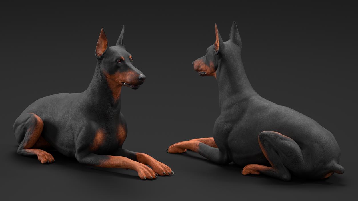 Doberman Pinscher Dog Lying Down 2 3D model