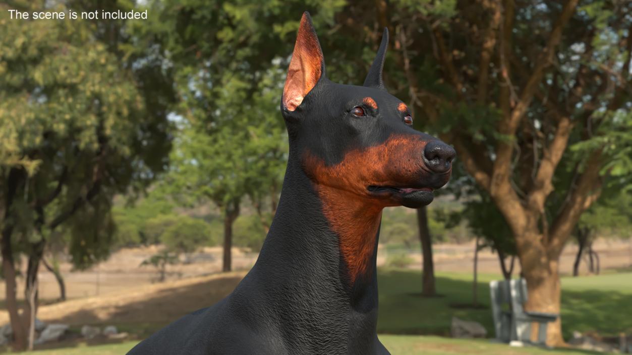 Doberman Pinscher Dog Lying Down 2 3D model