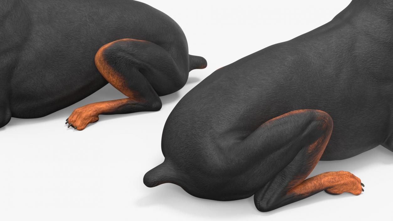 Doberman Pinscher Dog Lying Down 2 3D model