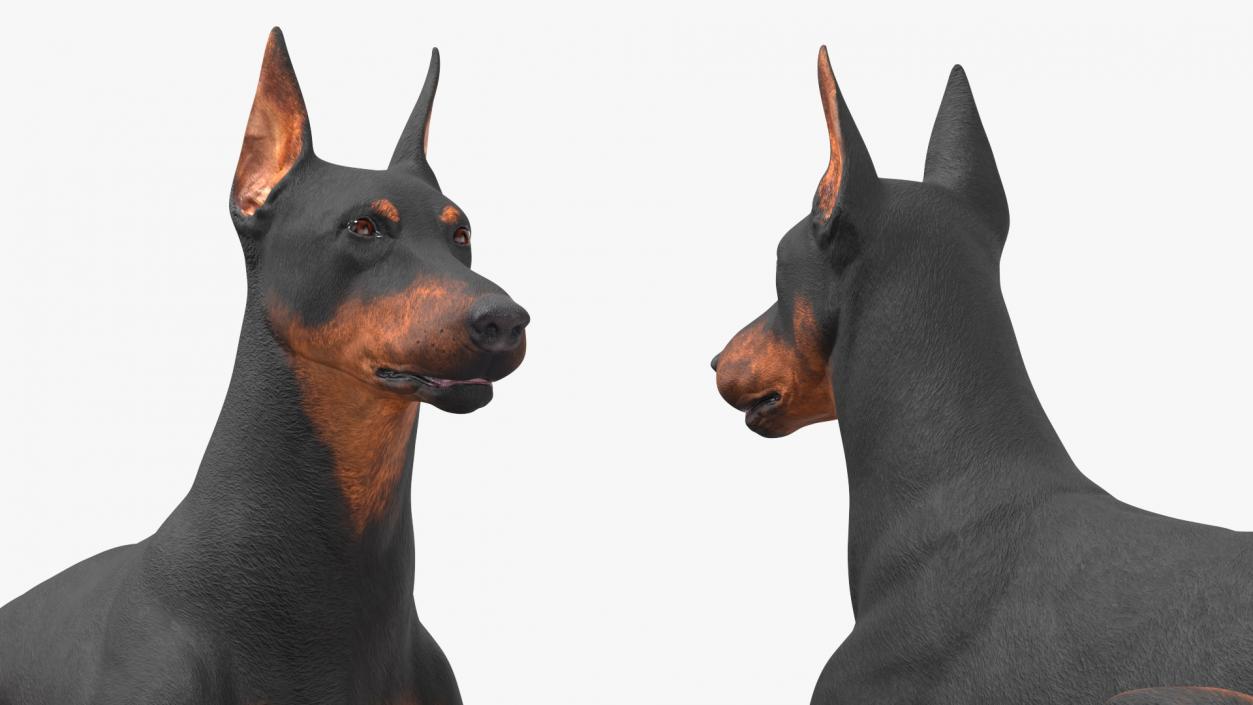 Doberman Pinscher Dog Lying Down 2 3D model