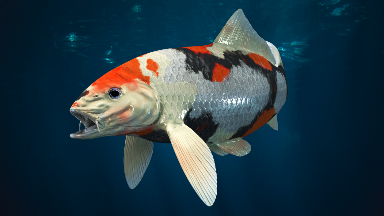 Harivake Koi Fish in Floating Pose 3D model