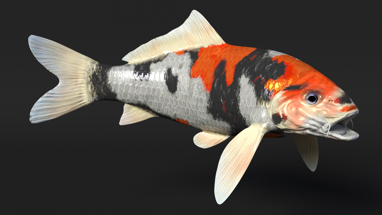 Harivake Koi Fish in Floating Pose 3D model