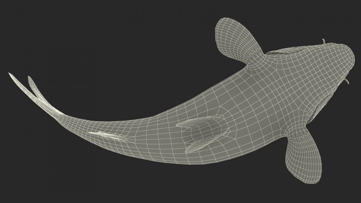 Harivake Koi Fish in Floating Pose 3D model