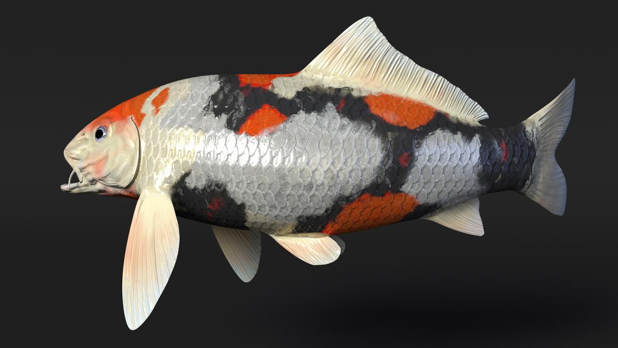 Harivake Koi Fish in Floating Pose 3D model