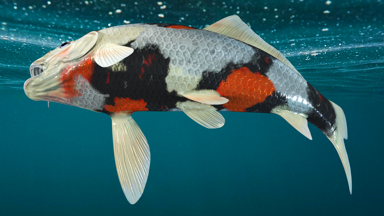 Harivake Koi Fish in Floating Pose 3D model