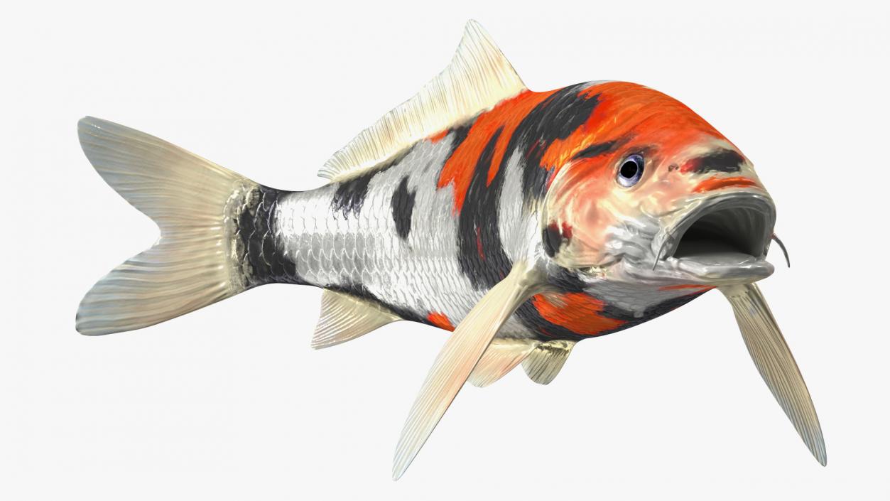 Harivake Koi Fish in Floating Pose 3D model