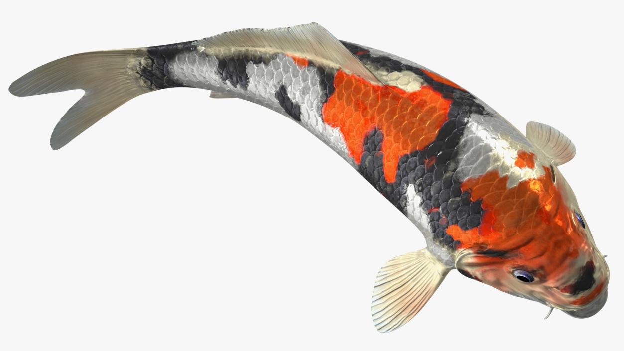 Harivake Koi Fish in Floating Pose 3D model