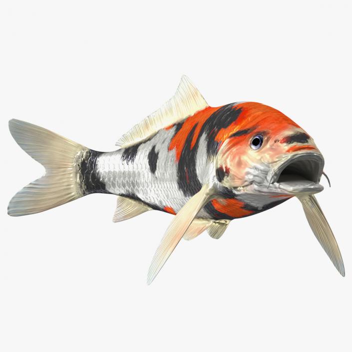 Harivake Koi Fish in Floating Pose 3D model