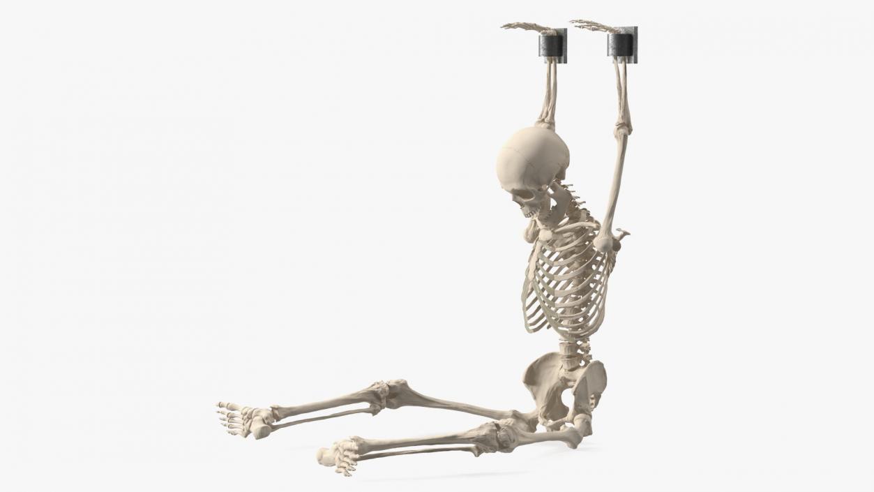 3D Human Male Skeleton Shackled model